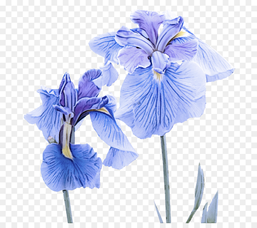 Iris，Púrpura PNG