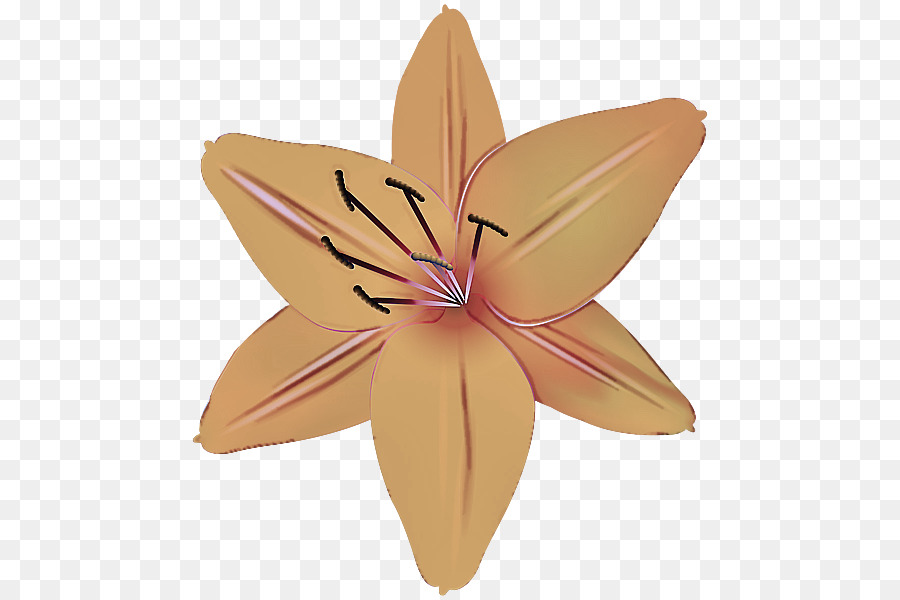 Flor De Naranja，Florecer PNG