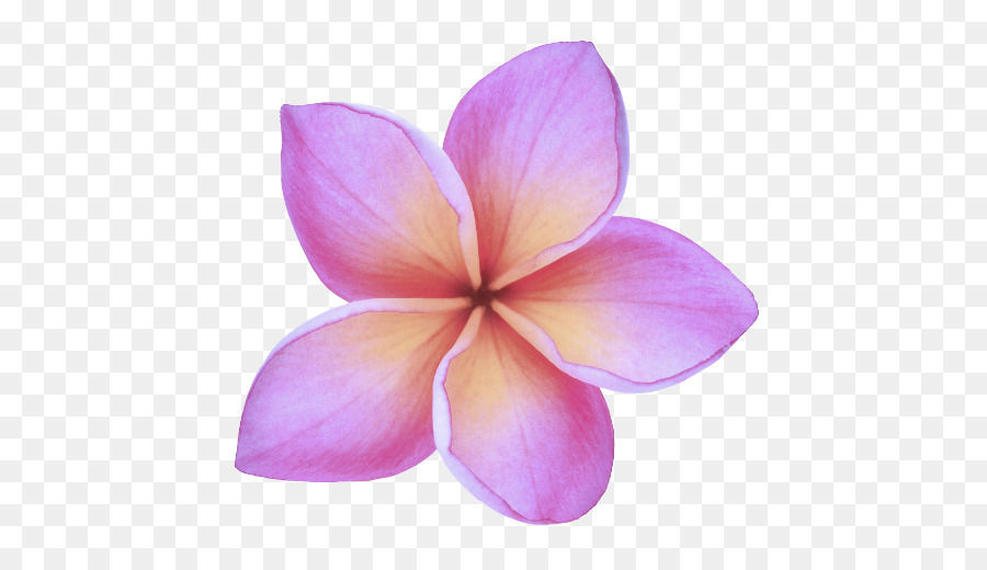 Flores De Plumeria，Florecer PNG