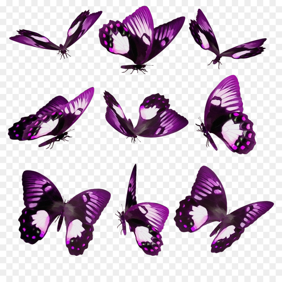 Mariposa，Violeta PNG