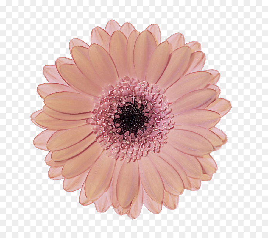 Barberton Daisy，Gerbera PNG