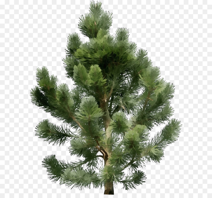 Árbol，Shortleaf Abeto Negro PNG