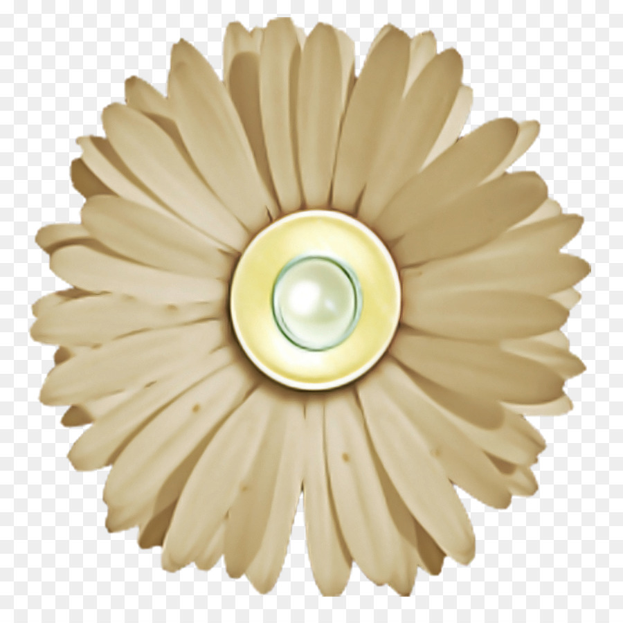 Gerbera，Techo PNG