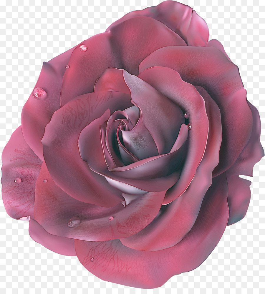 Rosa，Floración PNG