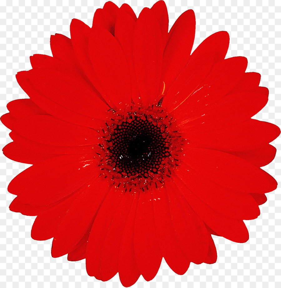 Barberton Daisy，Flor PNG