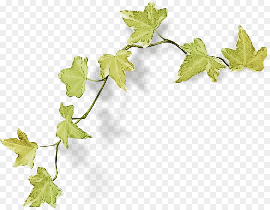 Hoja，Planta PNG