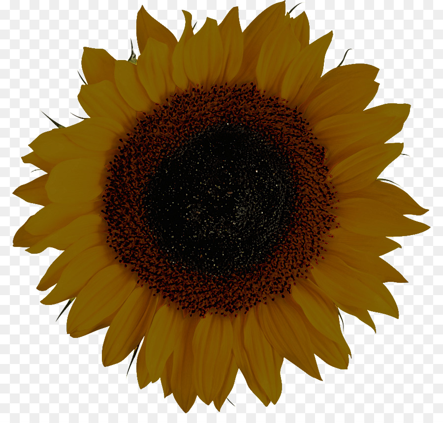 Girasol，Flor PNG