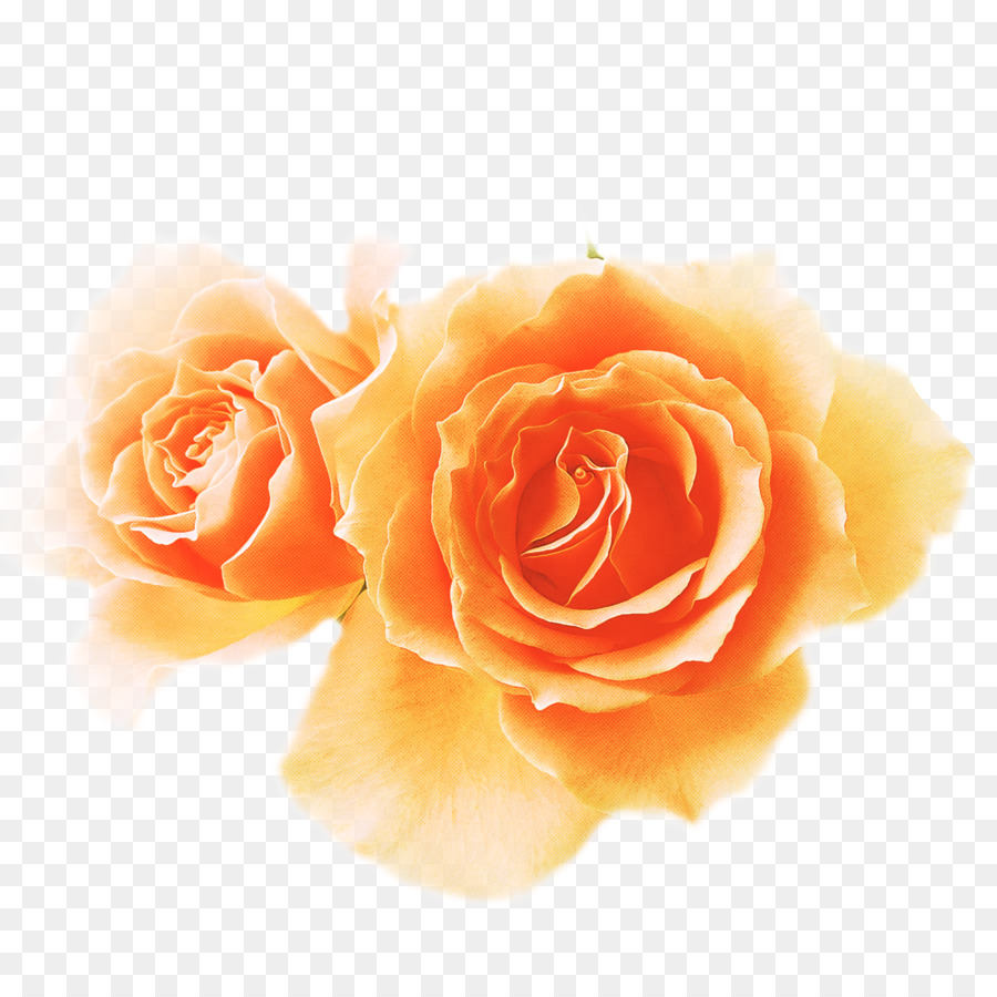 Rosa，Floración PNG