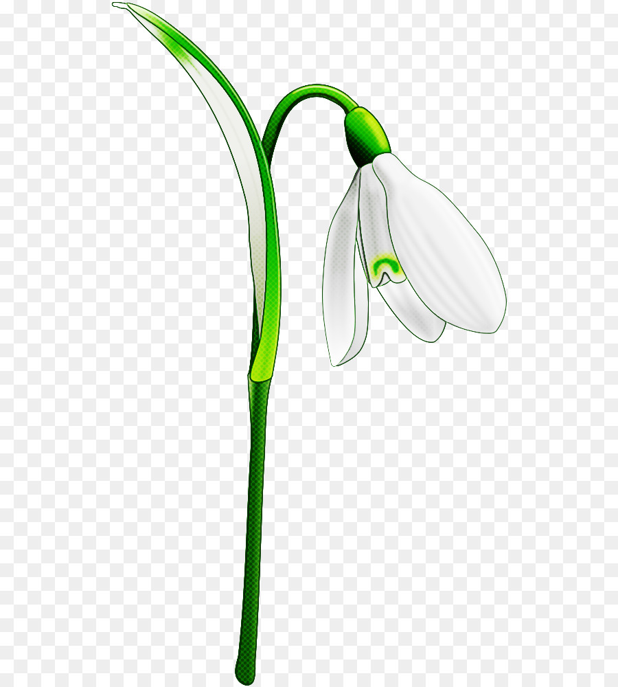 Flor De Campanilla Blanca，Planta PNG