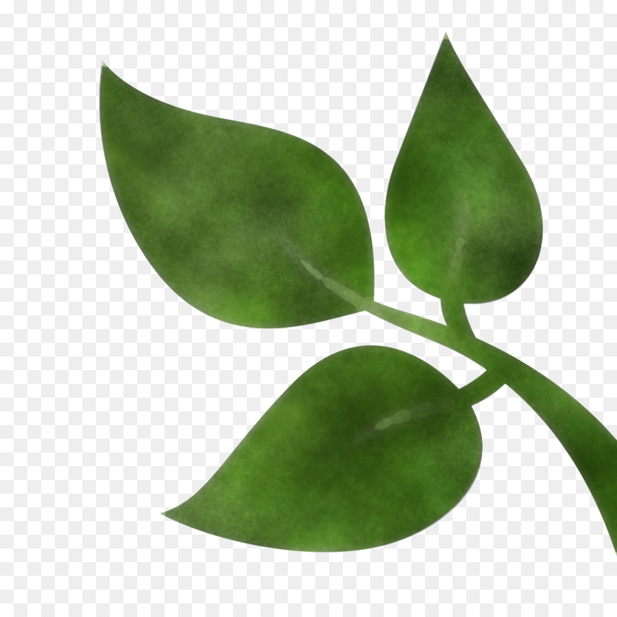 Hoja，Planta PNG