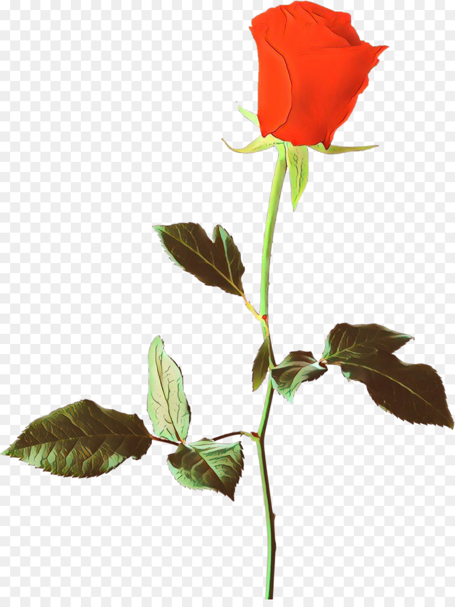 Rosas Rojas Y Blancas，Ramo PNG