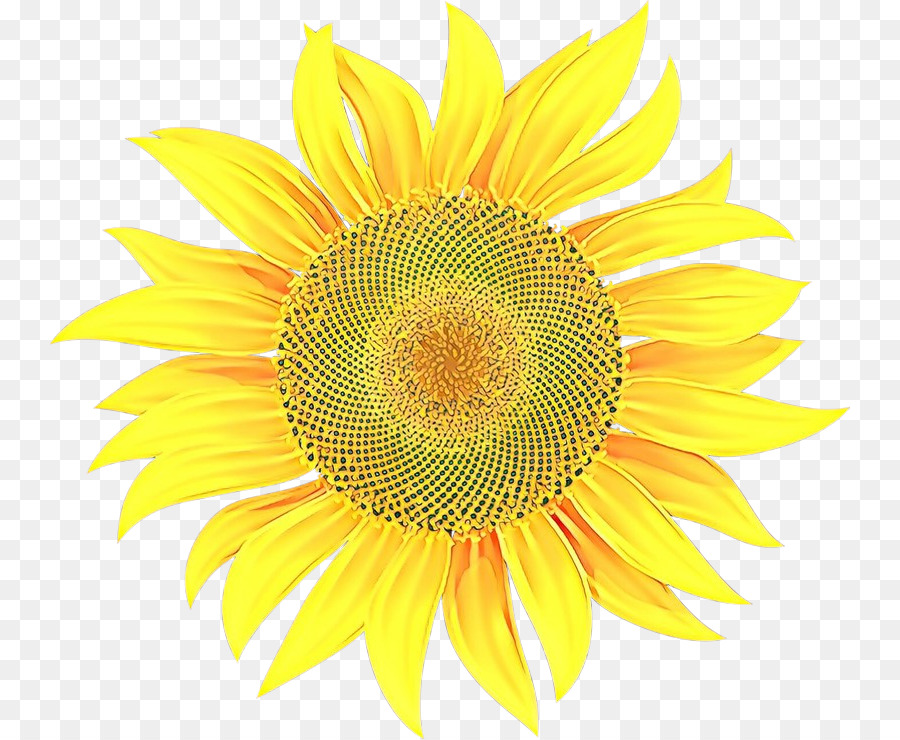 Girasol，Amarillo PNG