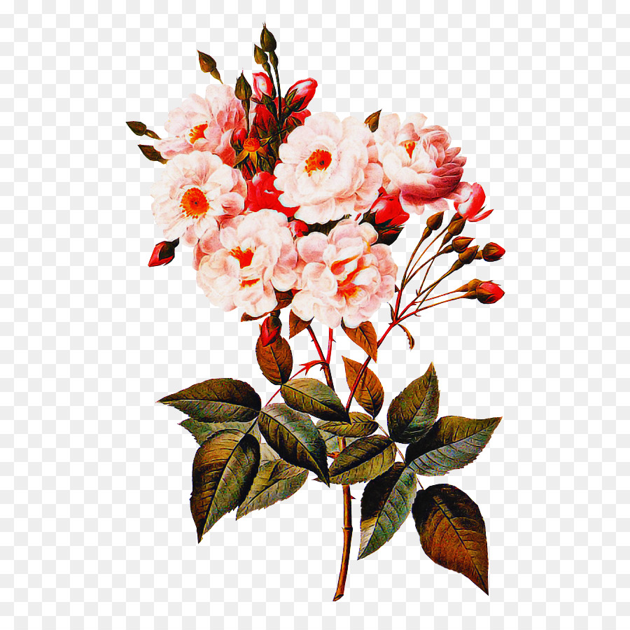 La Floración De La Planta，Flor PNG
