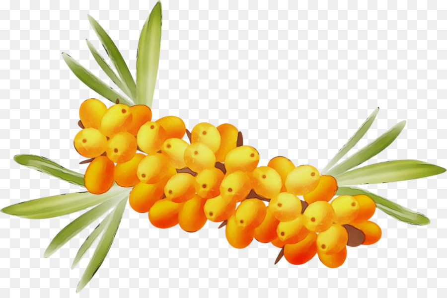 Hippophae，Planta PNG