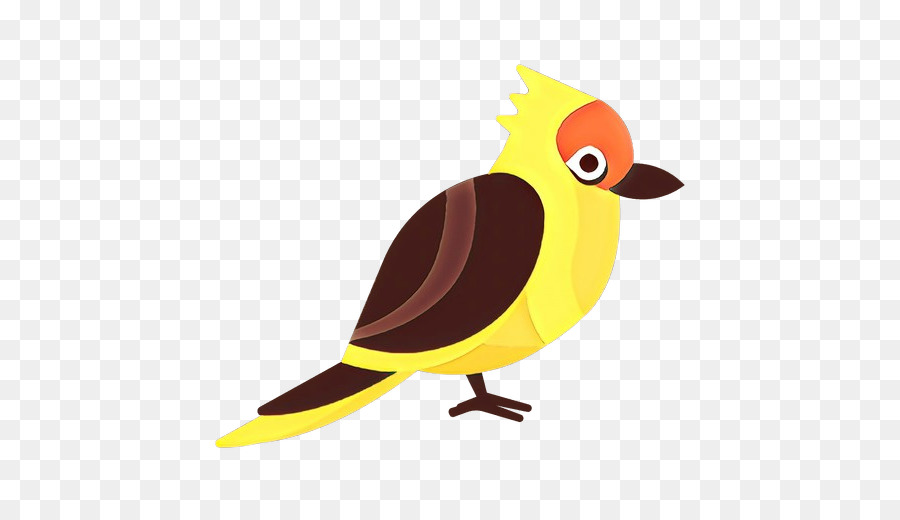 Pájaro，Plumas PNG