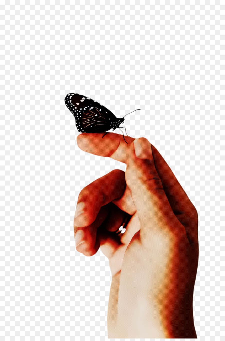 Mariposa，Dedo PNG