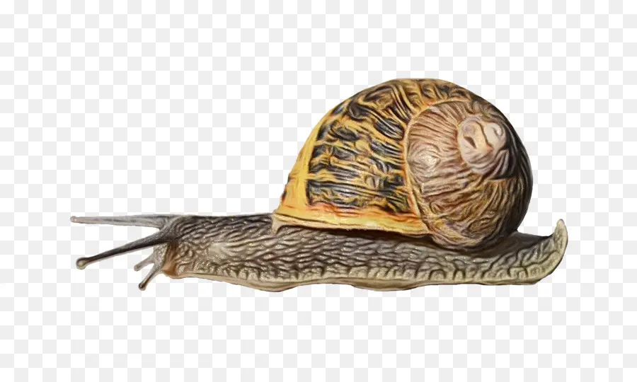 Caracol，Los Caracoles Y Babosas PNG