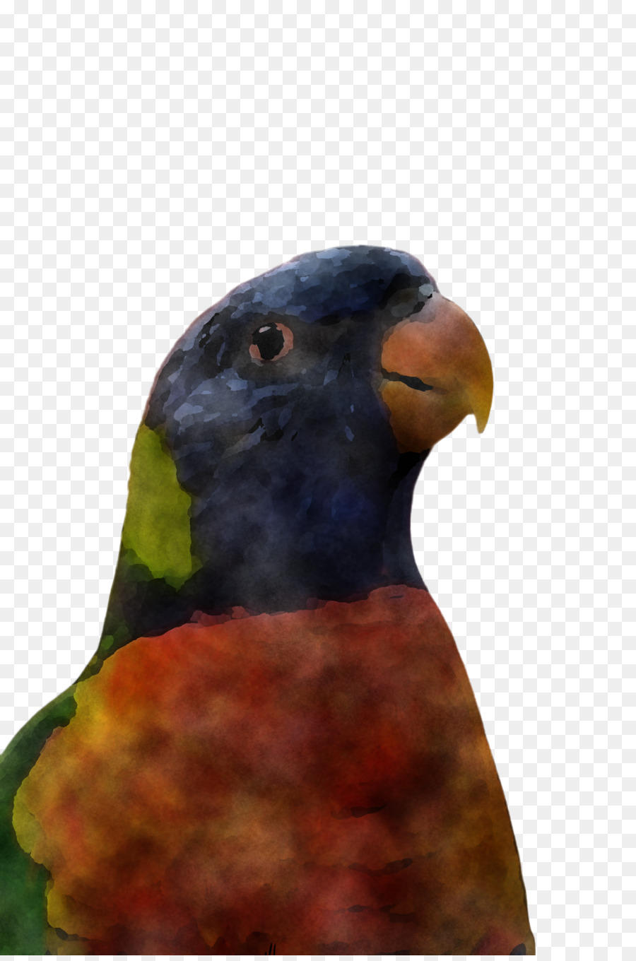 Aves，Pico PNG