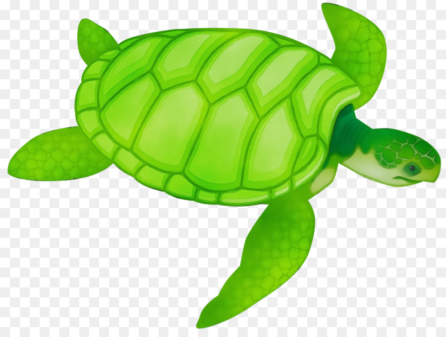 Tortuga De Mar，Verde PNG