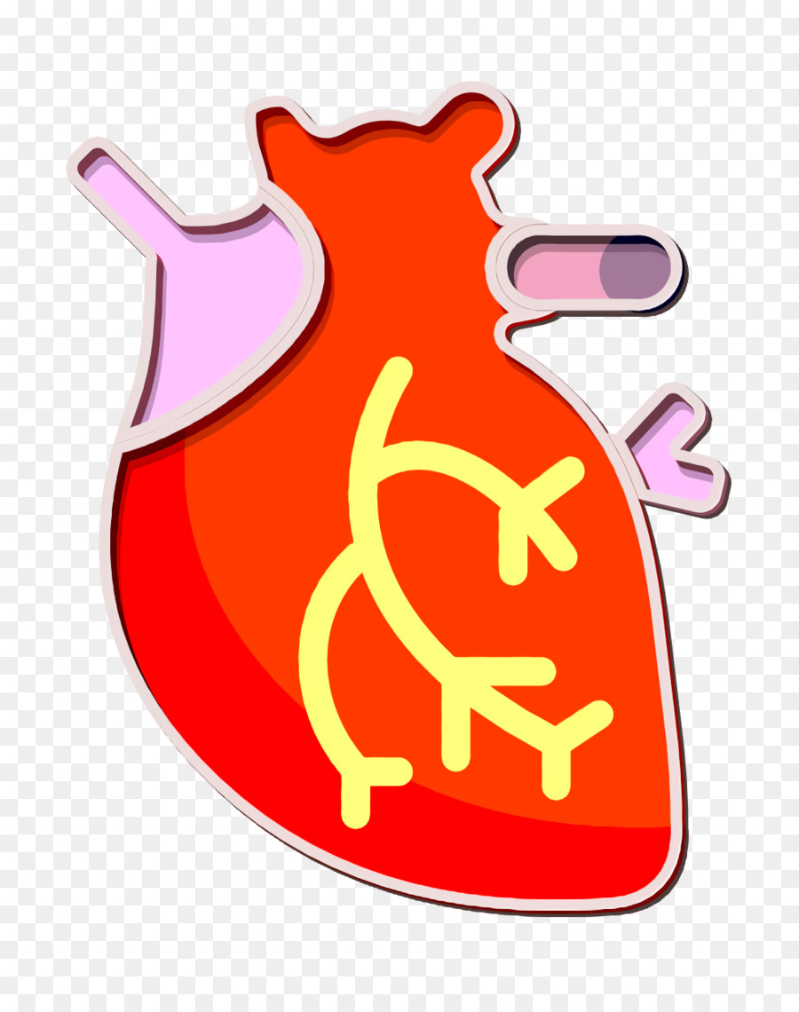 Corazón，Anatomía PNG