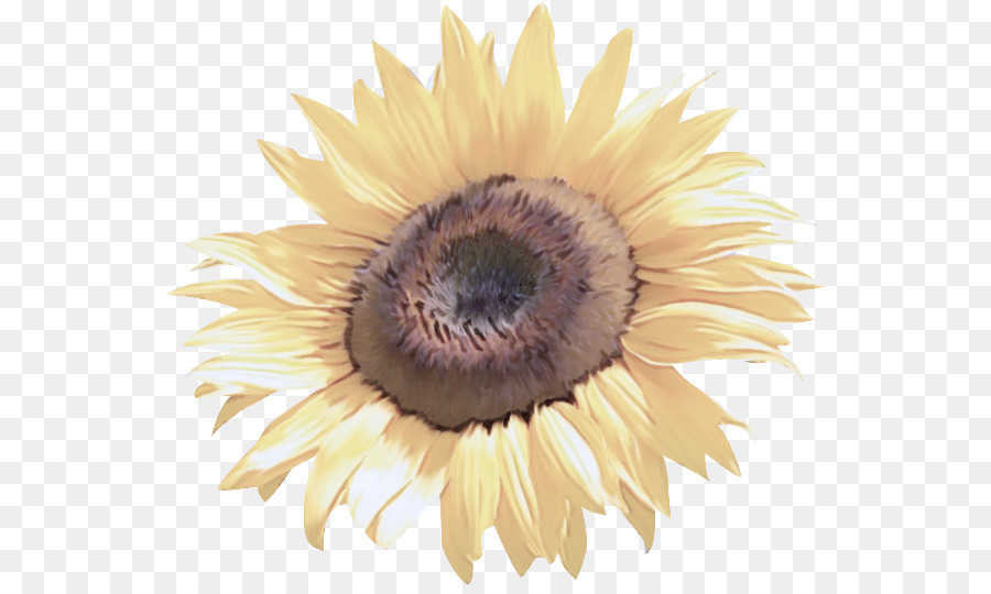 Girasol Amarillo，Flor PNG