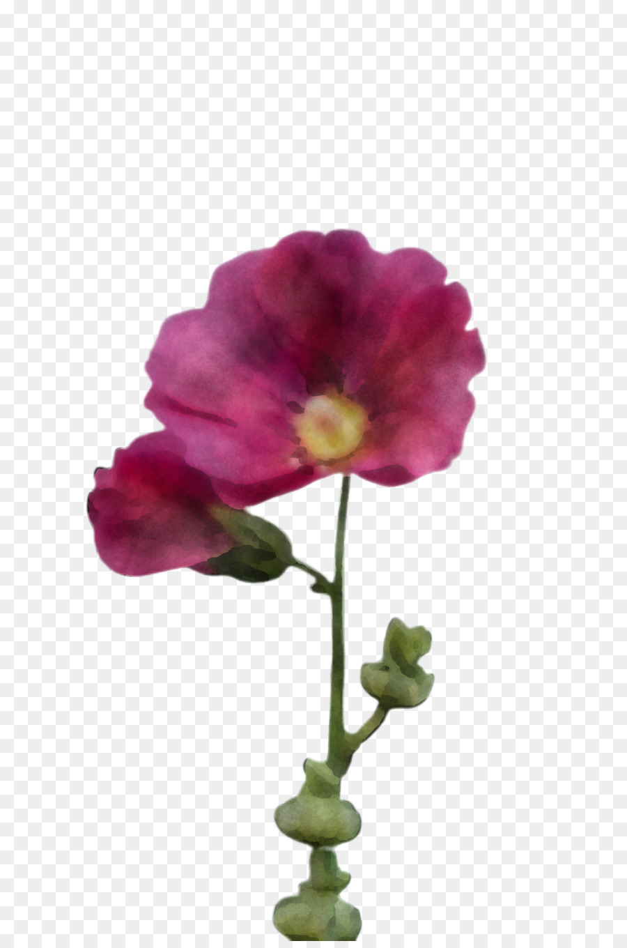 Flor，Rosa PNG