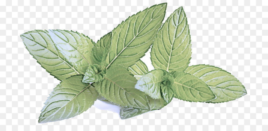 Menta，Hojas PNG