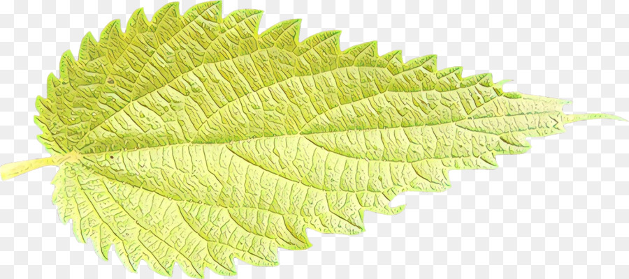 Hoja，Planta PNG