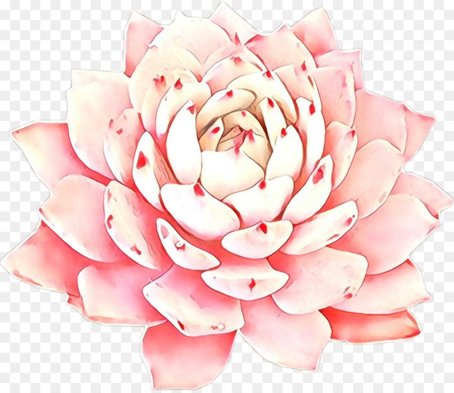 Rosa，Flor PNG