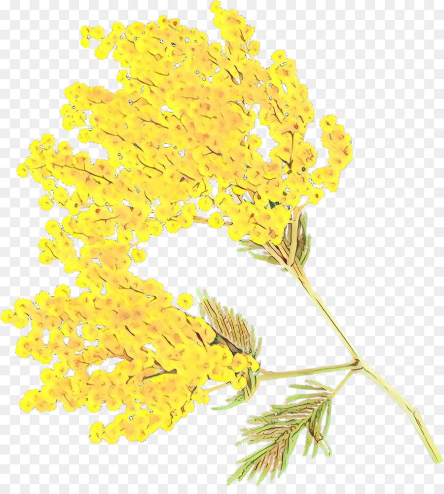 Amarillo，Flor PNG