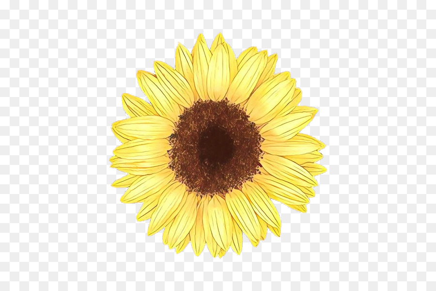 Girasol，Amarillo PNG