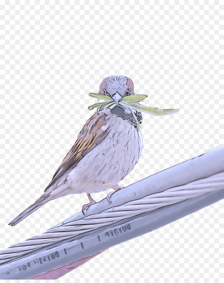 Aves，Pico PNG