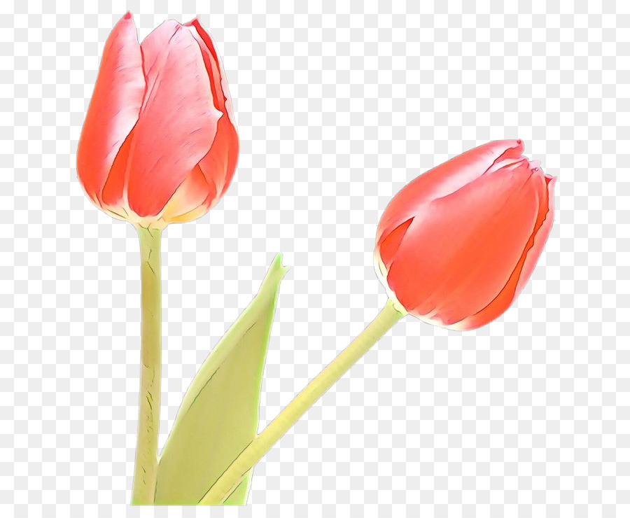 Tulip，Pétalo PNG