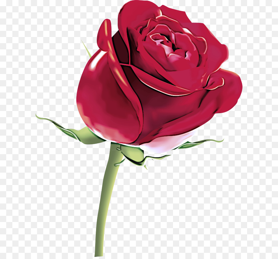 Rosa，Rojo PNG