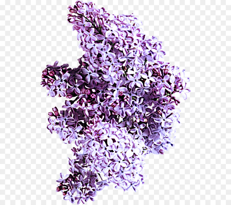 Lavanda，Morado PNG