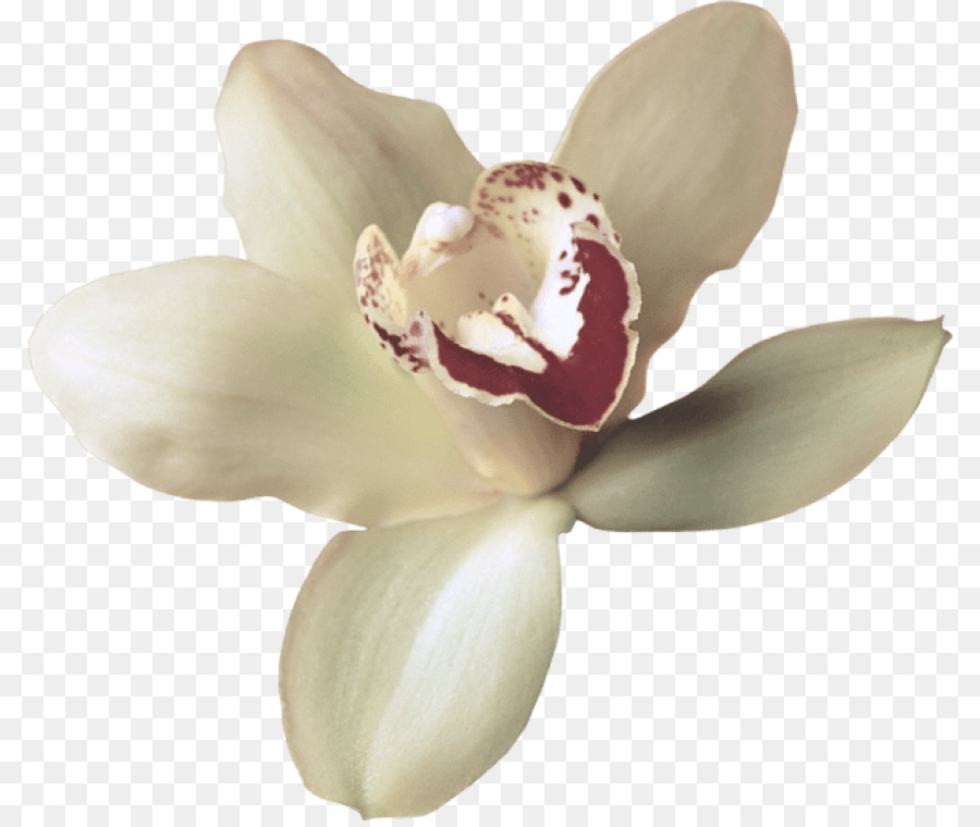 Blanco，Flor PNG