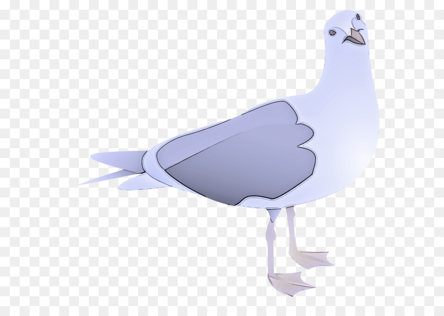 Gaviota，Blanco PNG