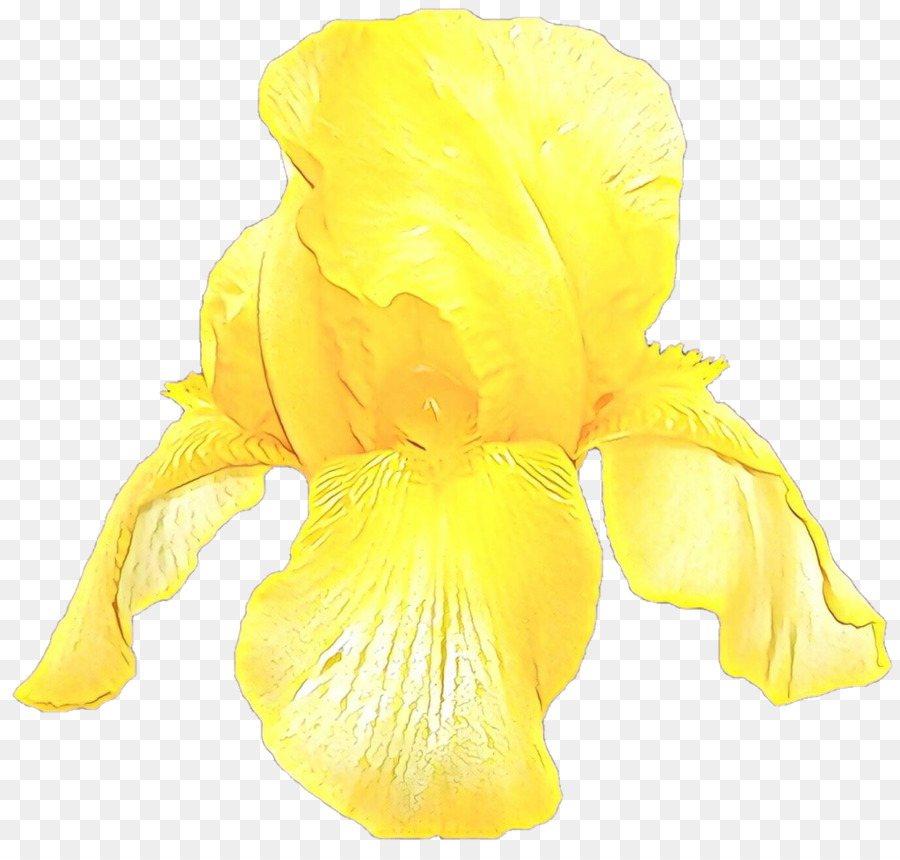 Amarillo，Flor PNG