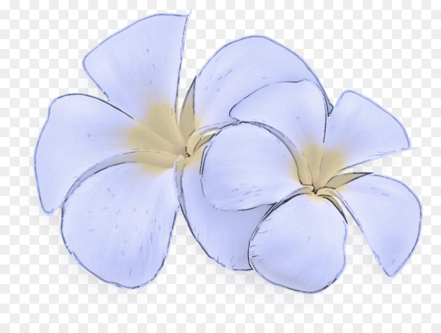 Flores De Plumeria，Florecer PNG