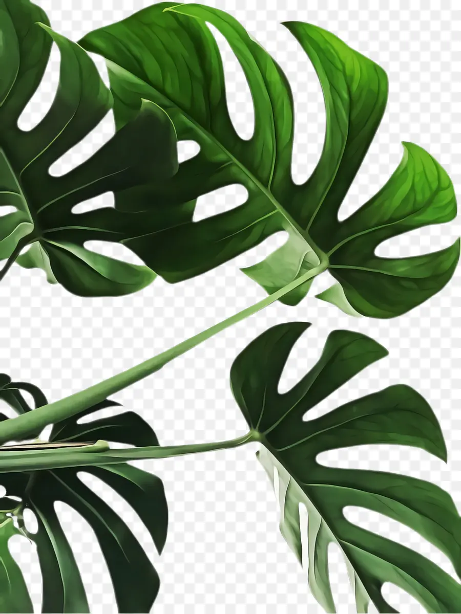 Monstera Deliciosa，Hoja PNG