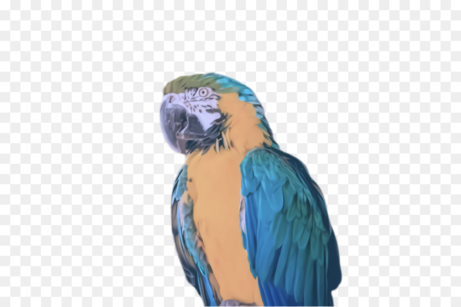 Loro，Verde PNG