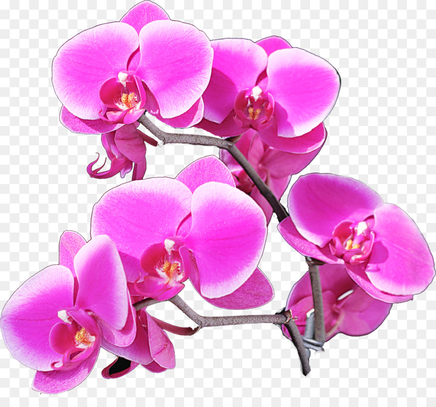 La Polilla De La Orquídea，Flor PNG