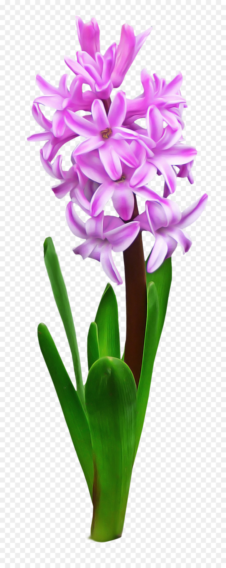 Flor，Planta PNG