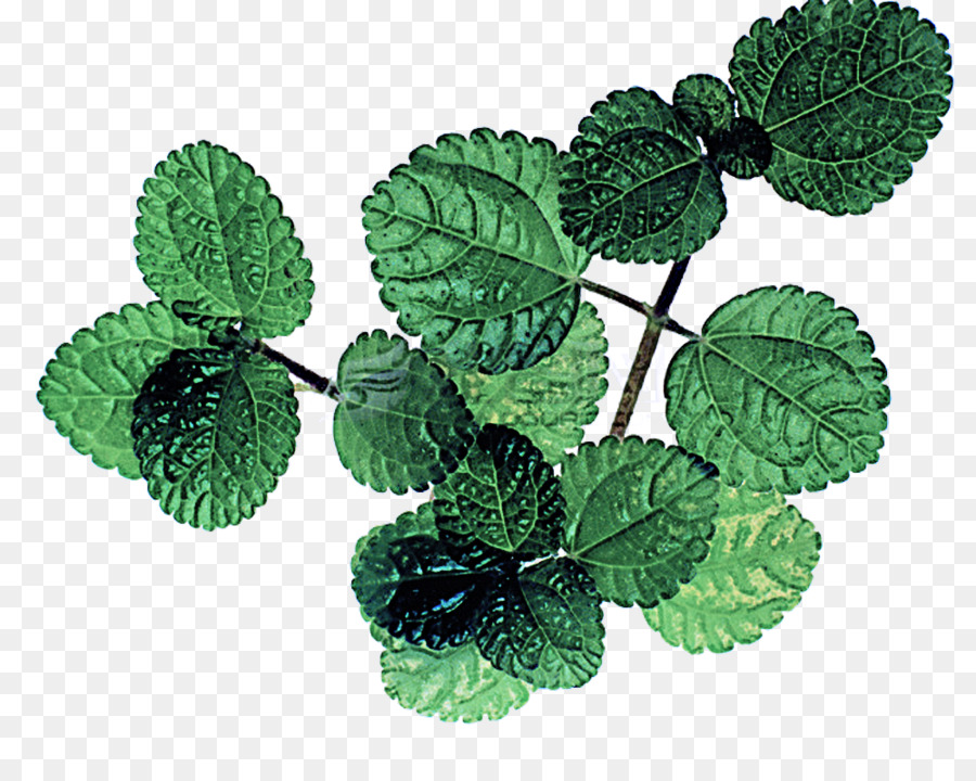 Hoja，Planta PNG