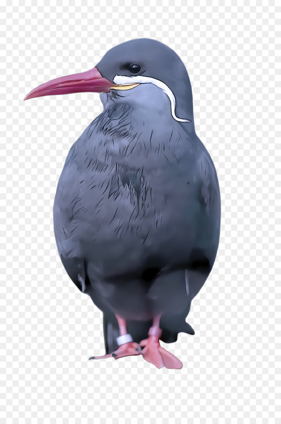 Aves，Pico PNG