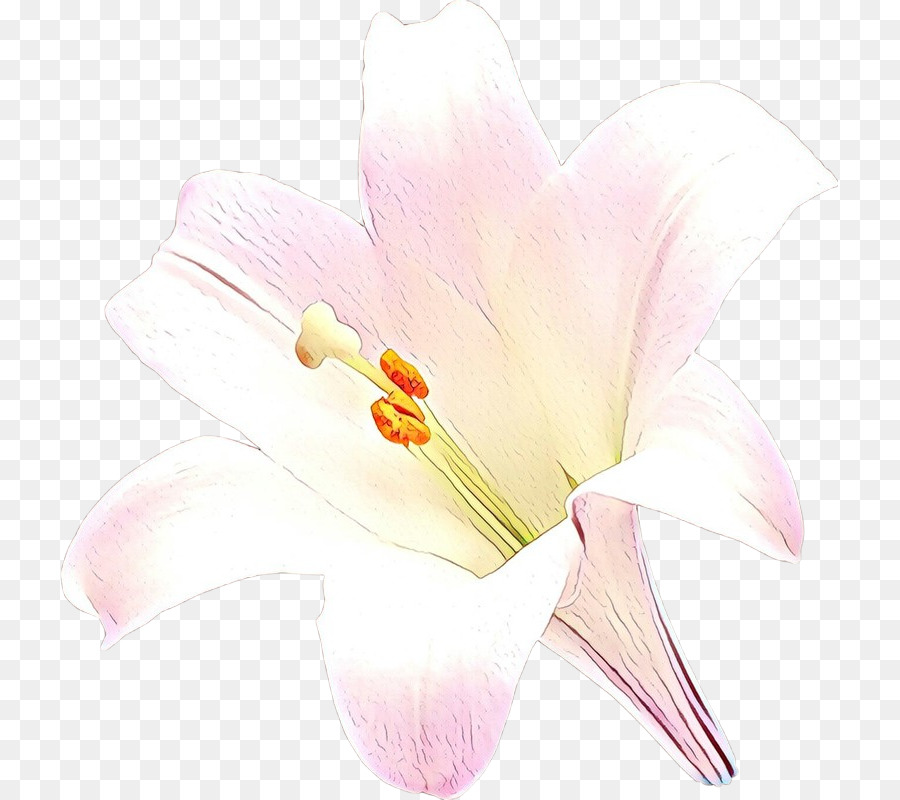 Blanco，Flor PNG