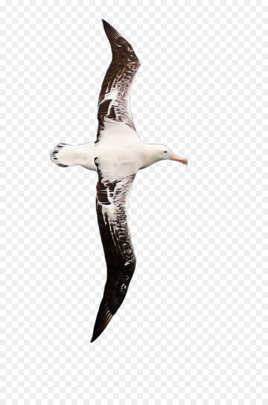 Aves，De Aves Marinas PNG