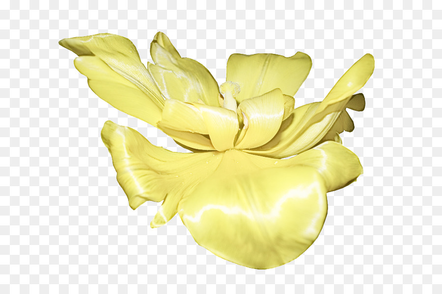 Flor，Pétalos PNG