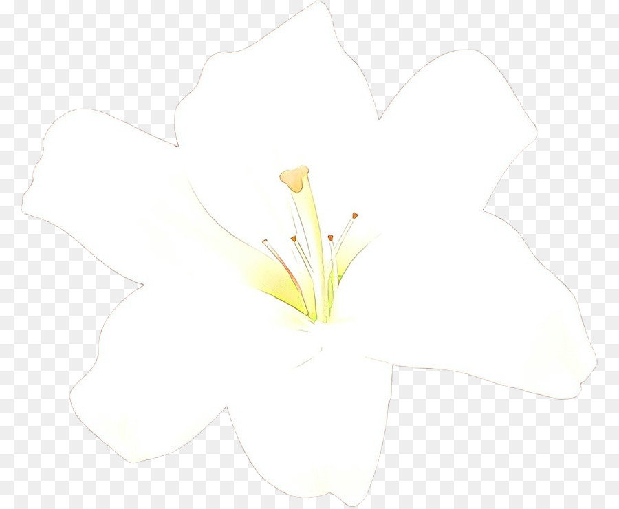 Flor Blanca，Florecer PNG