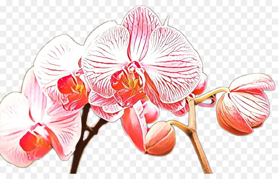 Orquídea，Flor PNG